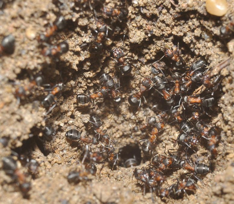 Formica polyctena Ant Workers