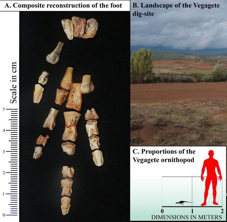 Foskeia pelendonum Foot Skeleton