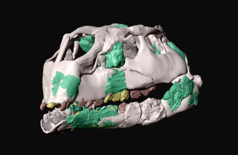 Foskeia pelendonum Skull Reconstruction
