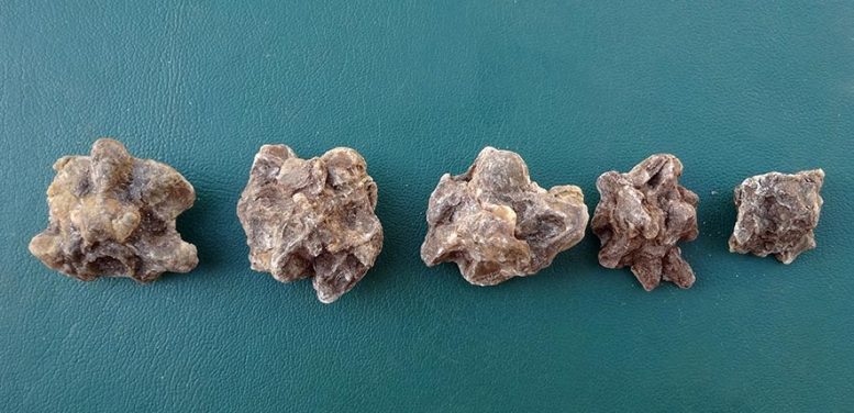 Fossil Anaconda Vertebrae