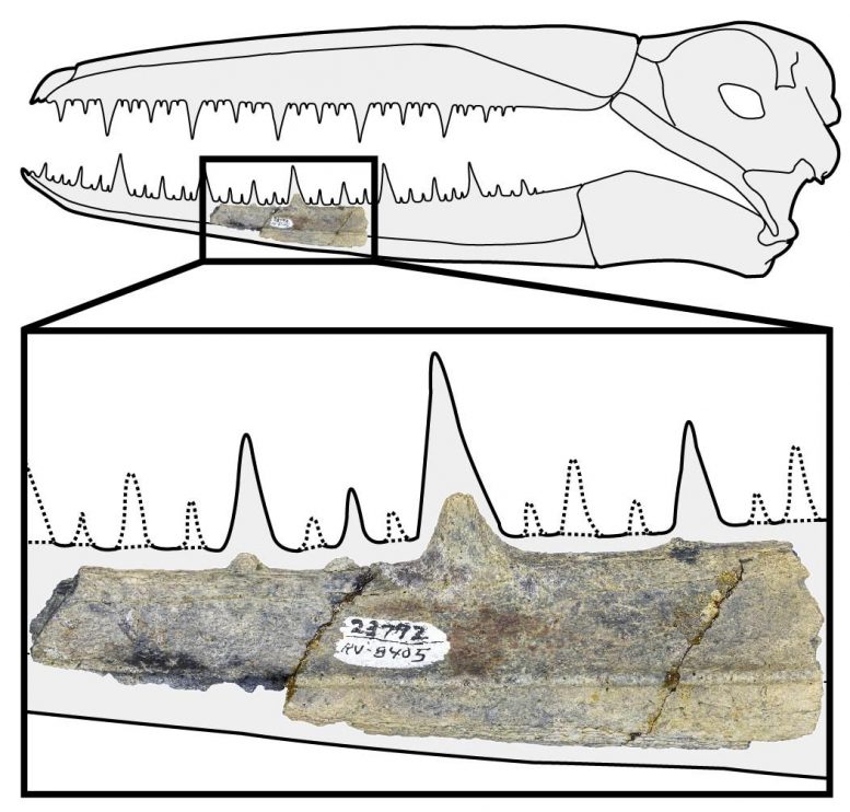 Fossil Bird Jawbone