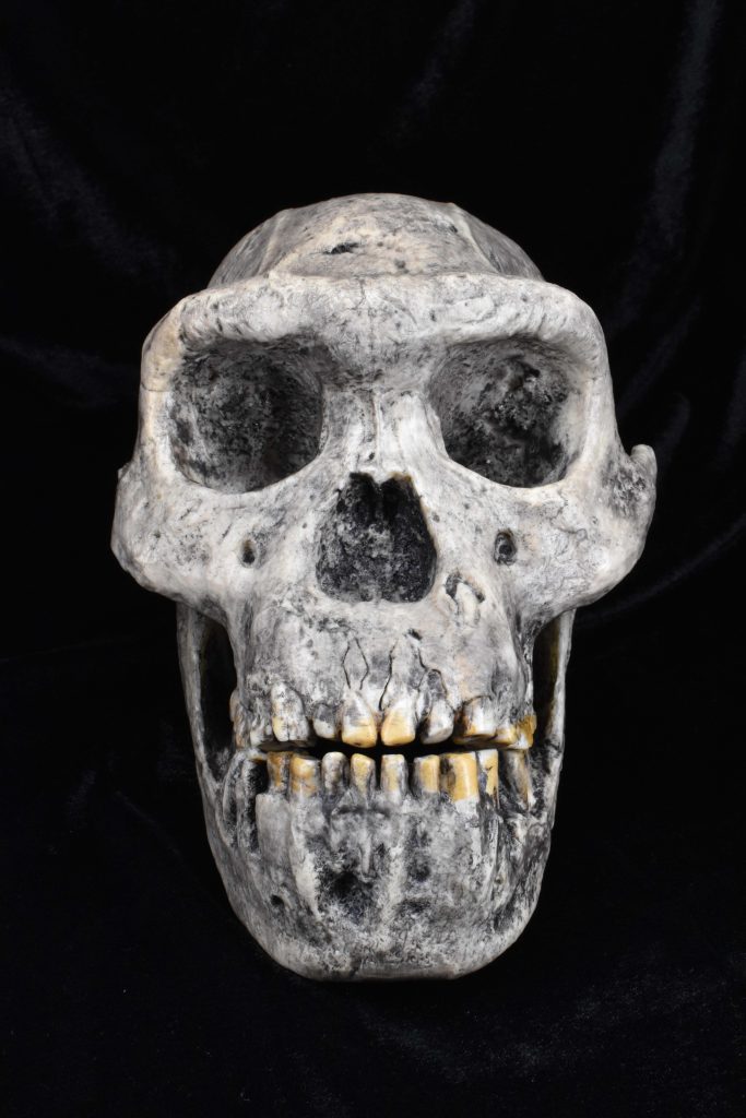 Fossil Cast of the Skull of Homo erectus