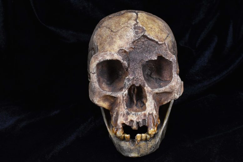 יצוק מאובנים של הגולגולת של Homo floresiensis
