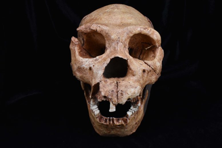 Fossil Cast of the Skull of Homo heidelbergensis