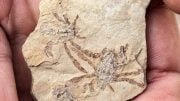 Fossil Crab Callichimaera perplexa
