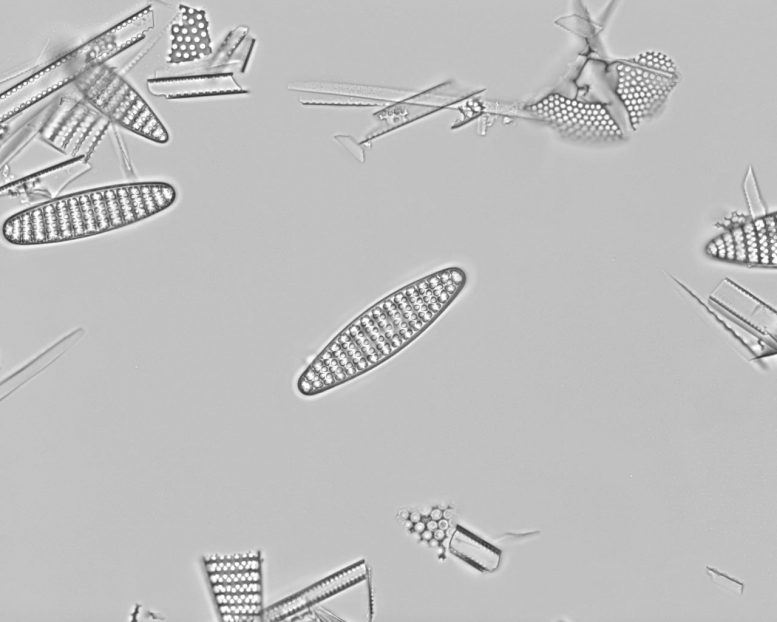 Fossil Diatom Fragilariopsis kerguelensis