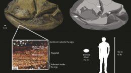 Fossil Egg Diagram
