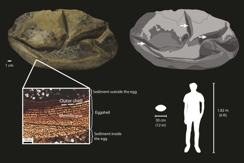 Fossil Egg Diagram