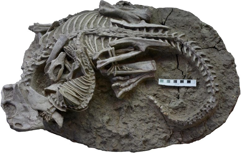 Fossil Entangled Skeletons Dinosaur and Mammal