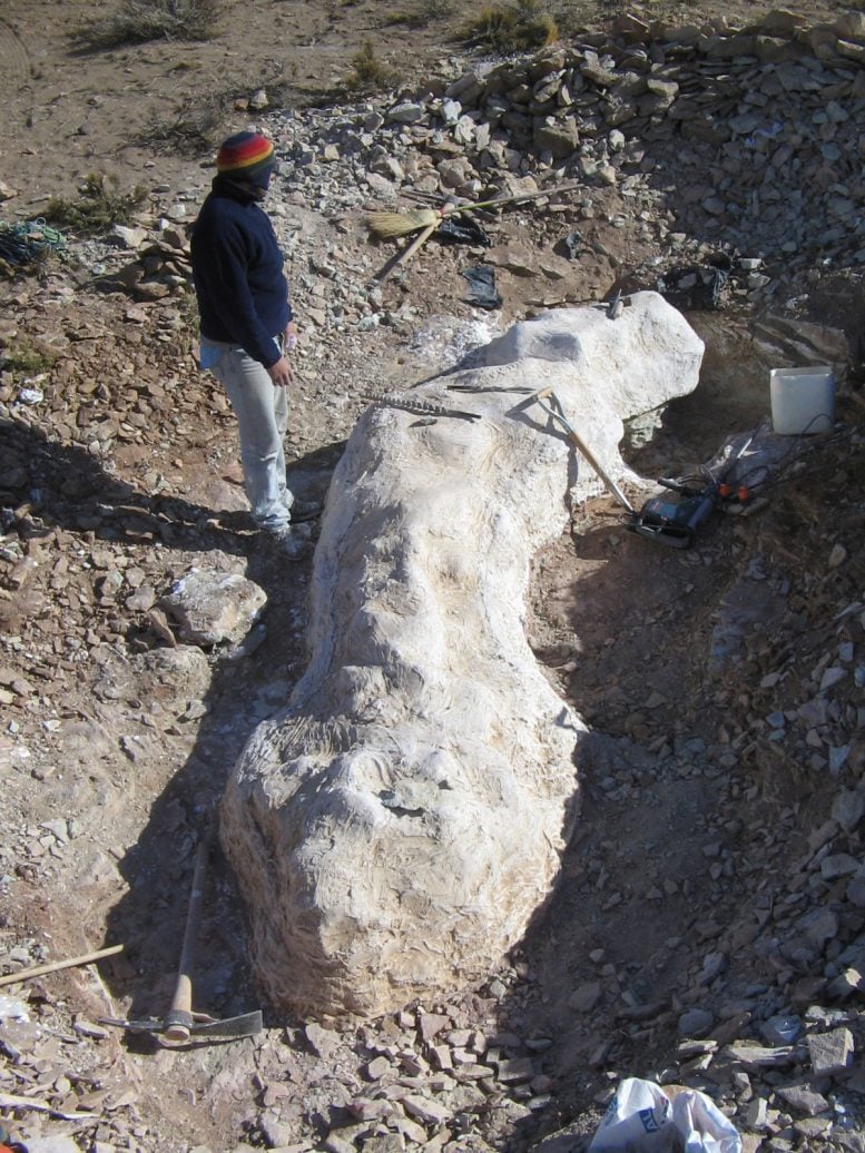 Fossil Extraction of Bicharracosaurus Dionidei 2