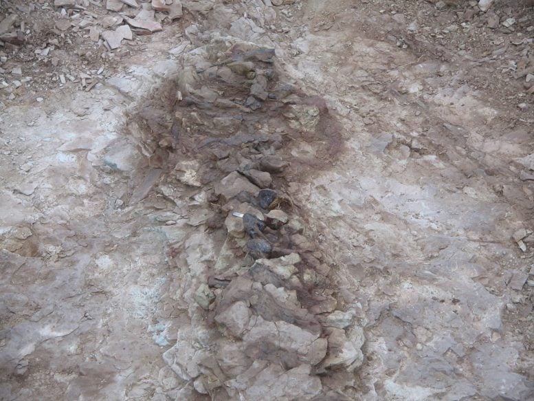 Fossil Extraction of Bicharracosaurus Dionidei