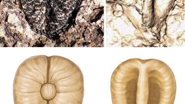 The Oldest Grapes in the Americas: Discovery of 60-Million-Year-Old Seeds Unveils Ancient Plant Secrets