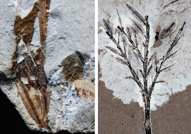 Fossil-Holotype-Crop-777x546.jpg