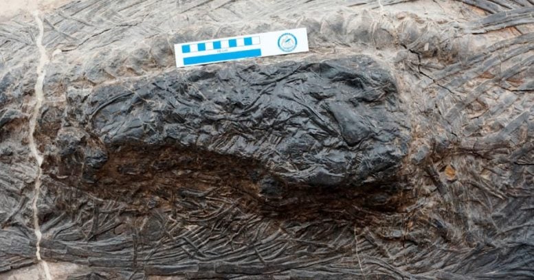 Fossil Ichthyosaur Guizhouichthyosaurus Stomach