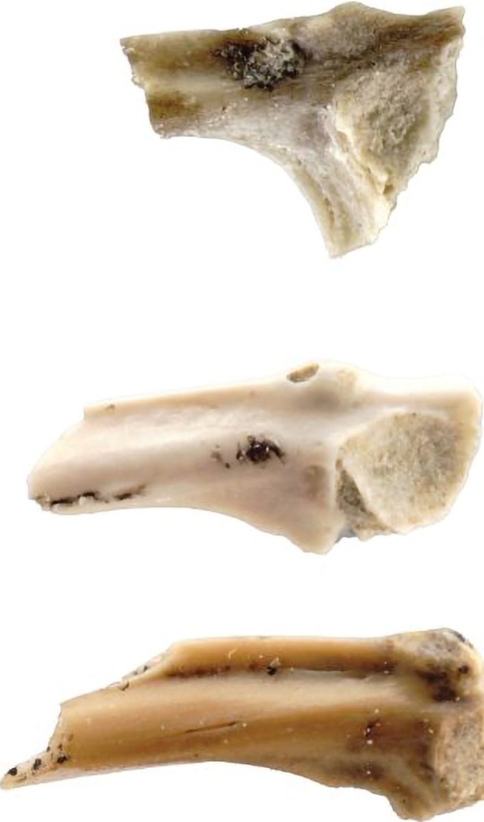 Fossil Ilia From the Left Pelvis Used To Identify the New Tree Frog Species