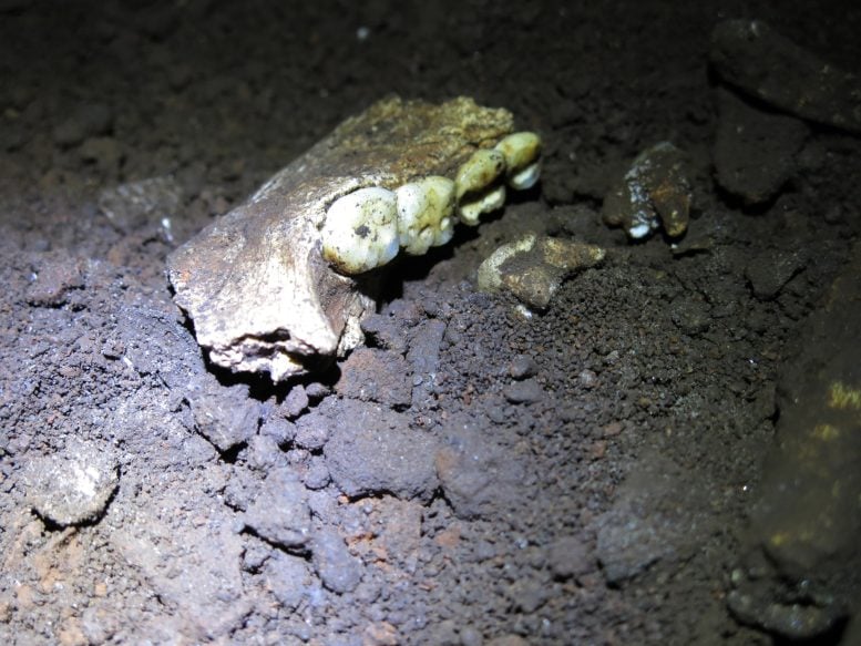 Fossil Jawbone in Rising Star Cave Excavation