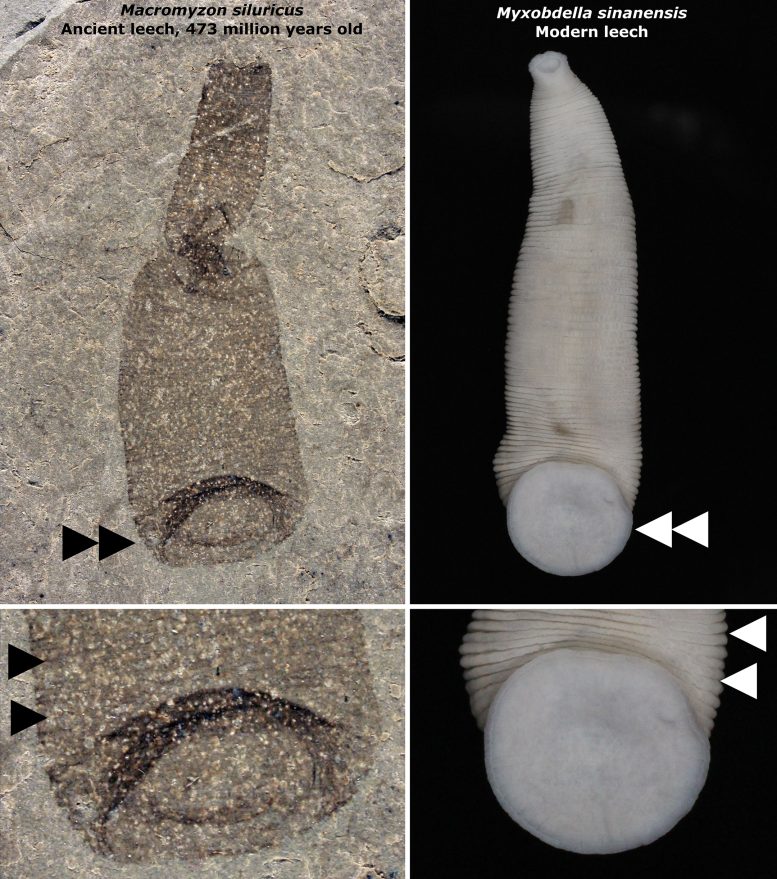Fossil Leech Comparison