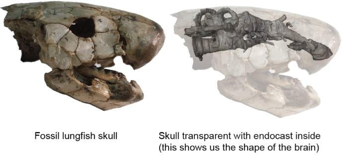 Fossil Lungfish Skull