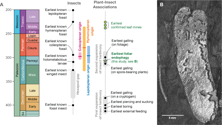 Fossil Pinnule Mines on Macroneuropteris scheuchzeri and Major Fossil Evidence for Insects and Plant Insect Associations