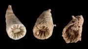 Fossil Remains Deep Sea Corals