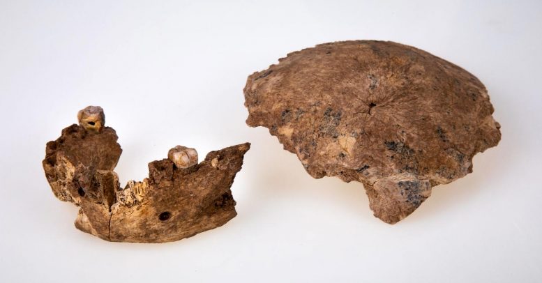 Fossil Remains of Skull and Jaw