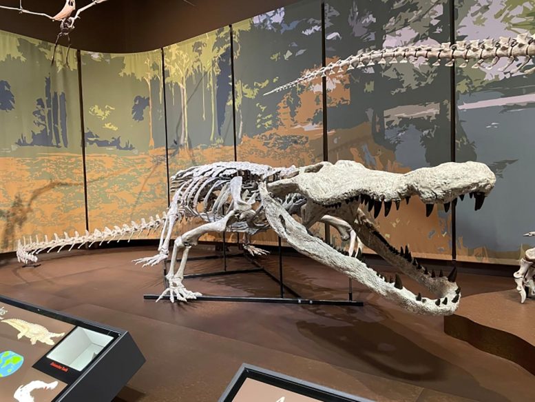 Fossil Replica of Deinosuchus Schwimmeri in the Tellus Science Museum