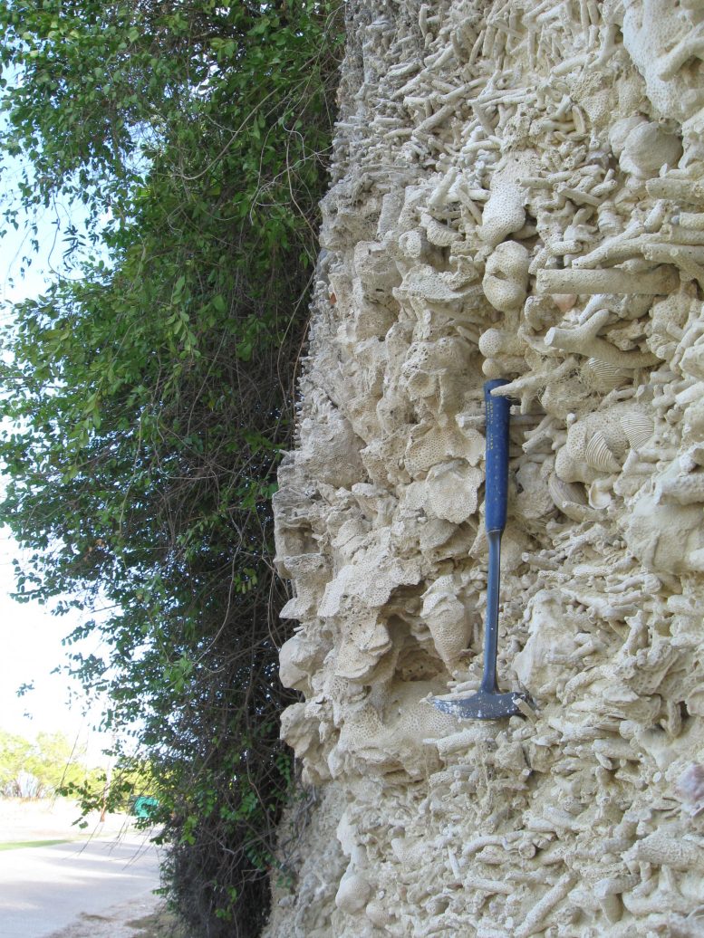 Fossil Rich Limestone Bed in Cuba
