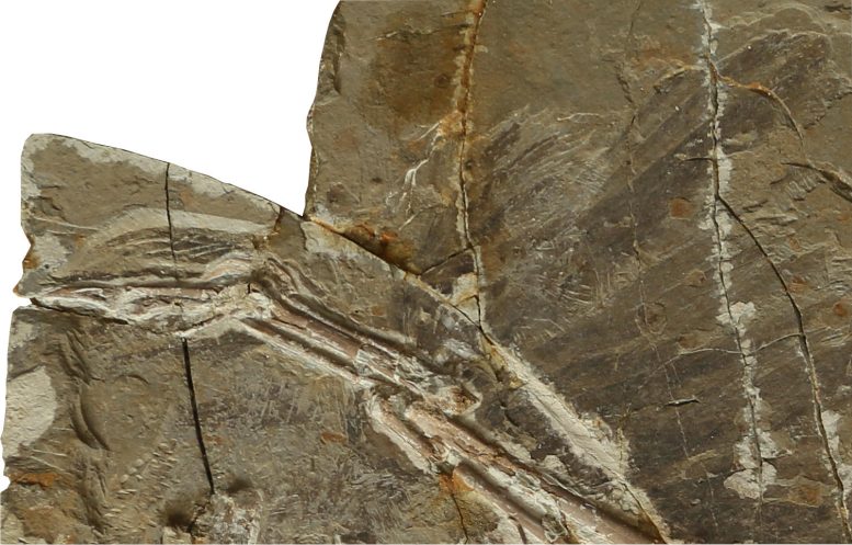 Fossil STM 15 36