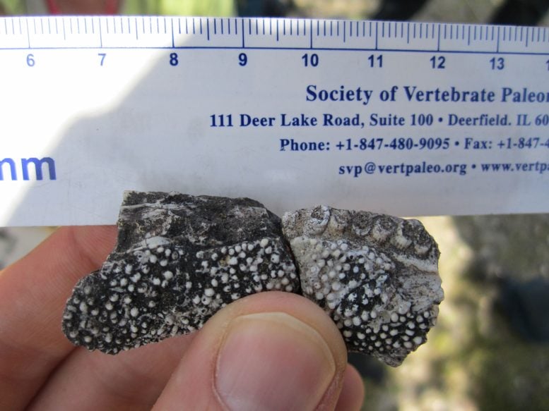 Fossil Showing the Denticles on the Jaw