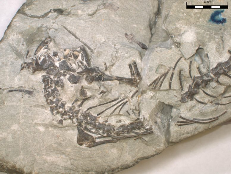 Fossil Skeleton of the New Lizard-Like Reptile Opisthiamimus Gregori