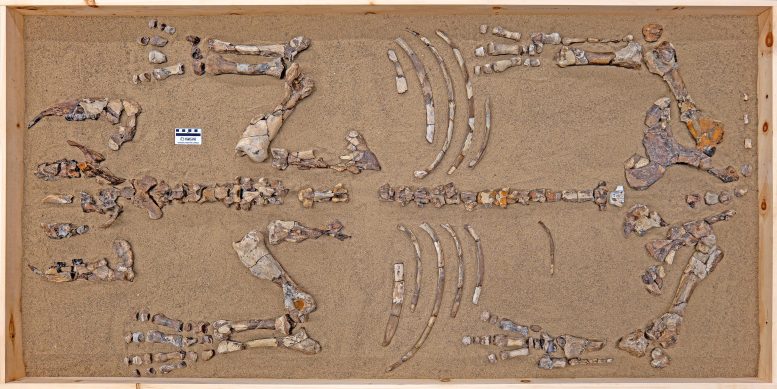 Fossil Skeleton of Epiatheracerium Itjilik Laid Out