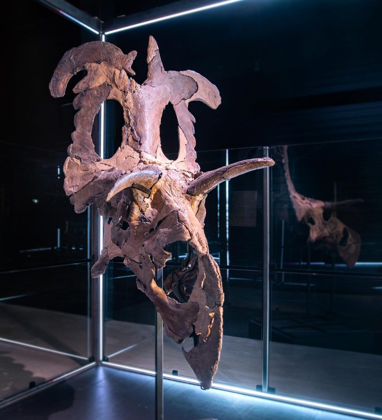 עצמות גולגולת מאובנים של Lokiceratops