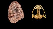 Fossil Skull of Kermitops Alongside a Modern Frog Skull