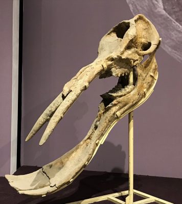 Fossil Skull of Typical Mid Miocene Shovel Tusker