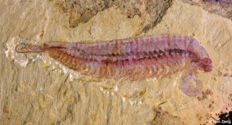 Fossil Specimen of Kylinxia