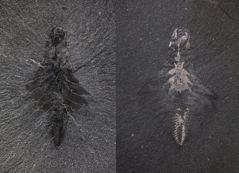 Fossil Specimen of Mosura fentoni