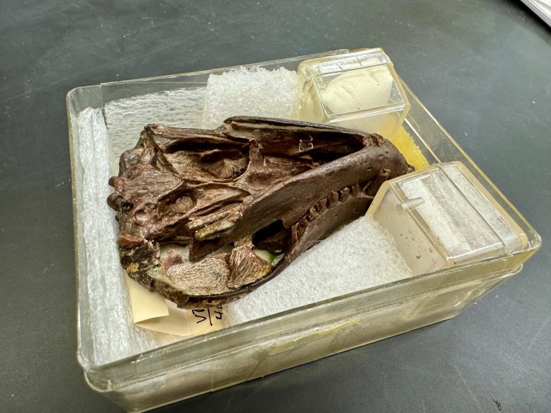 Fossil Specimen of the Thrinaxodon Skull and Jaw