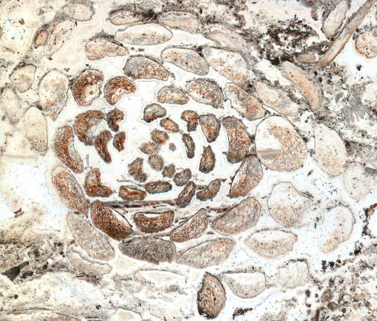 Fossil Spiral Asteroxylon mackiei