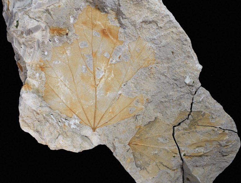 Fossil Spurge Leaves
