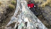 Fossil Tree Peruvian Central Plateau