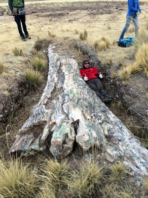 Fossil Tree Peruvian Central Plateau