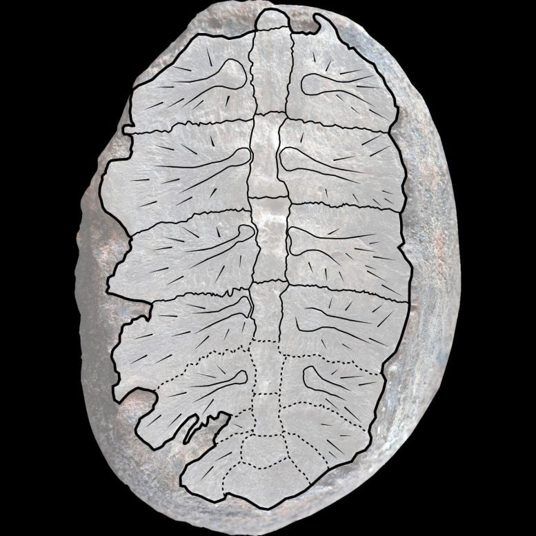 Fosilní želví krunýř s grafickým překrytím