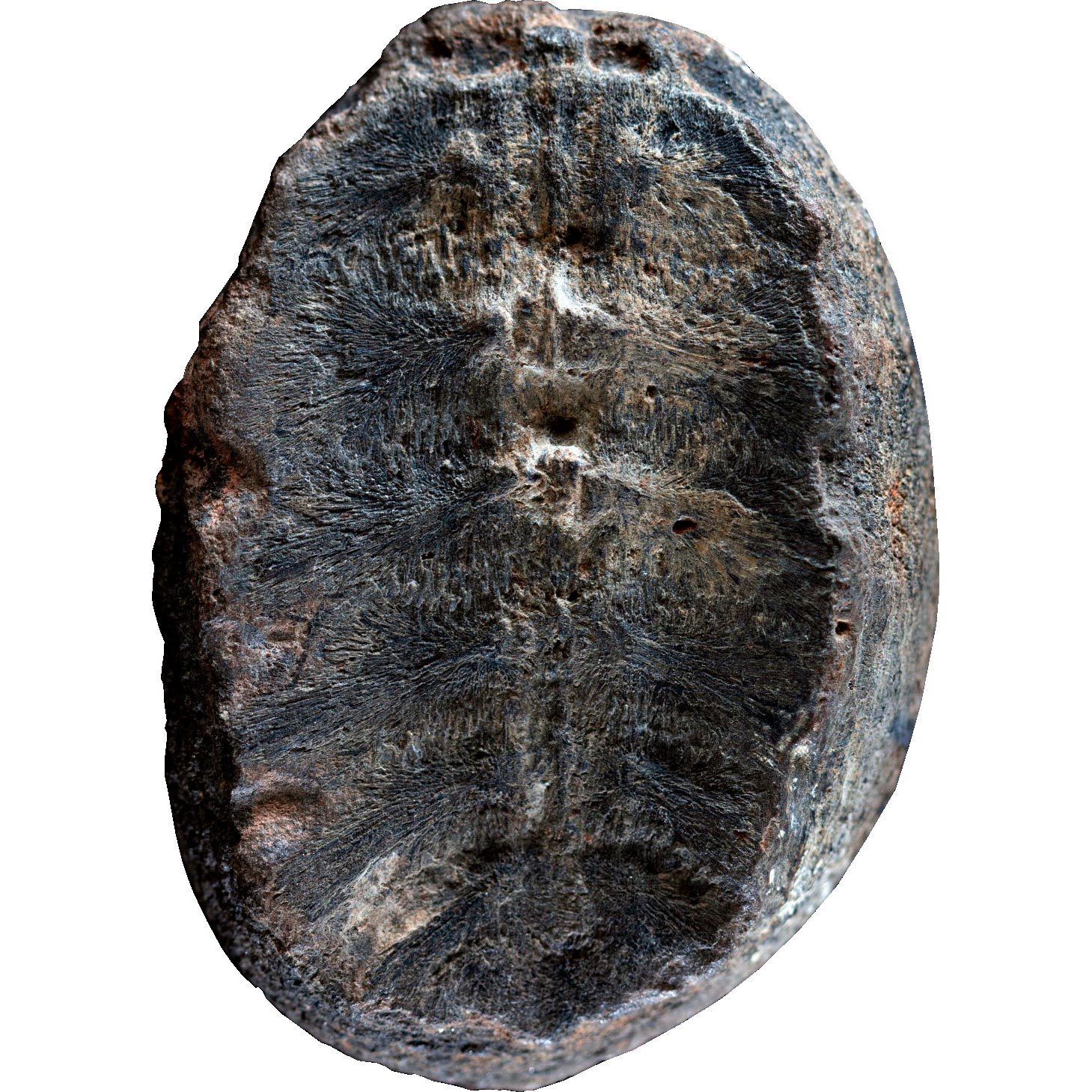 Scoperta una piccola tartaruga travestita da fossile vegetale