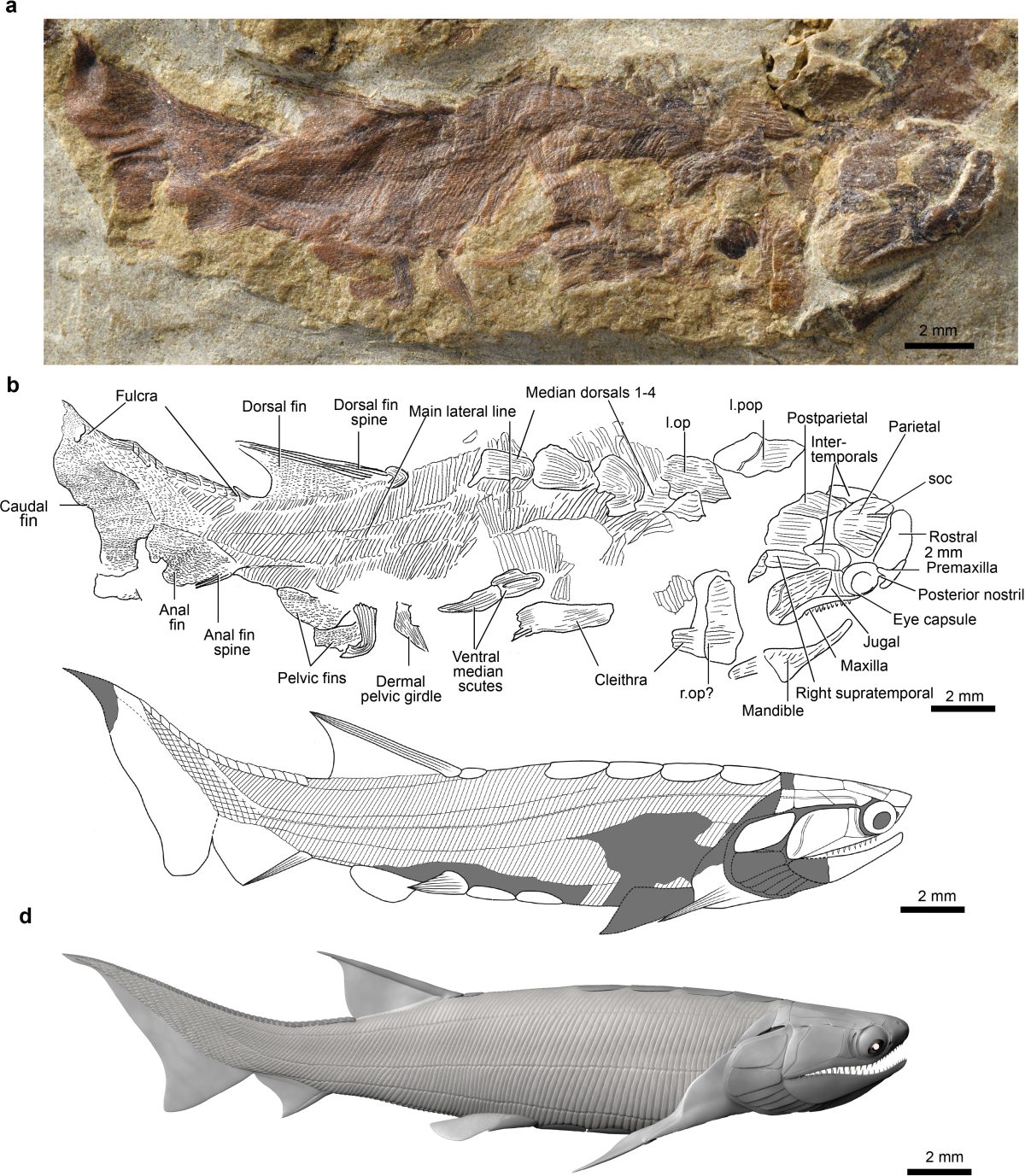 Eomesodon Tiny 436-Million-Year-Old Fish Fossil Rewrites the Origins of Vertebrates