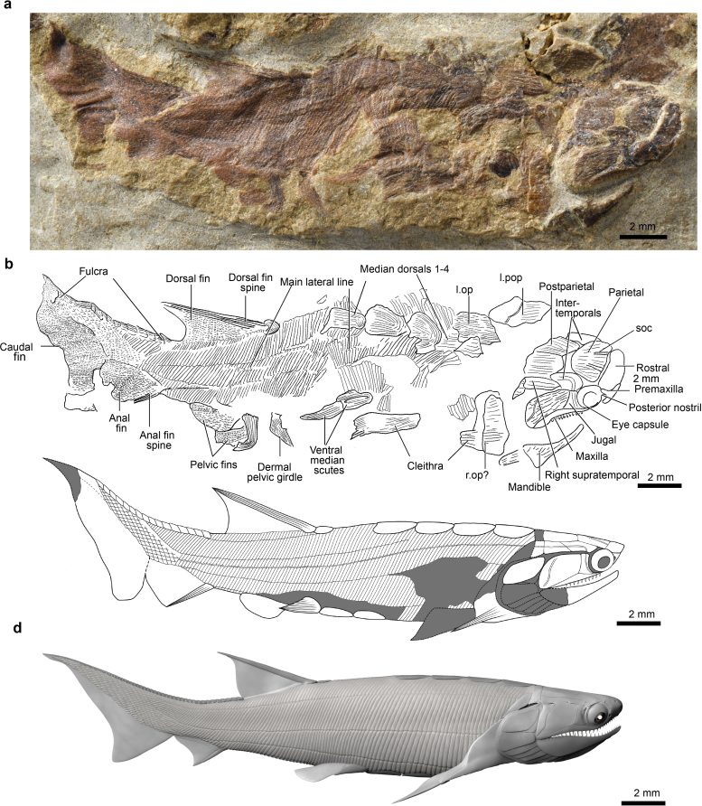 Fossil and Reconstruction of Eosteus