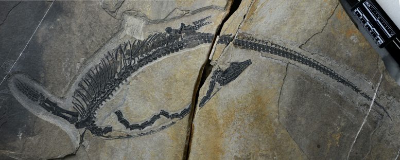 Fossil of Austronaga minuta