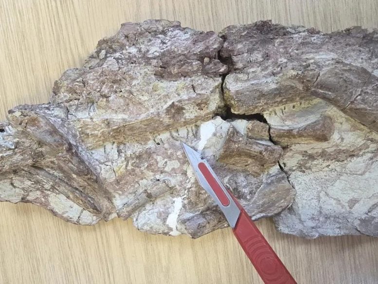 Fossil of Ctenosuchus Tenuidens
