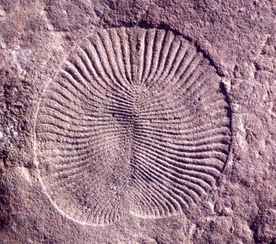 Fossil of Dickinsonia