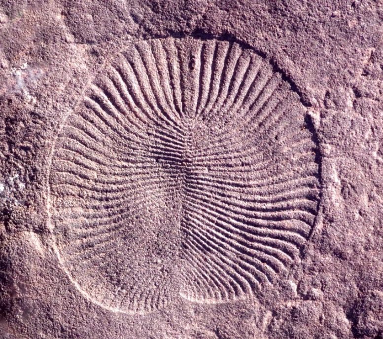 We’re Surprisingly Similar to Earth’s First Animals – Humans Share ...