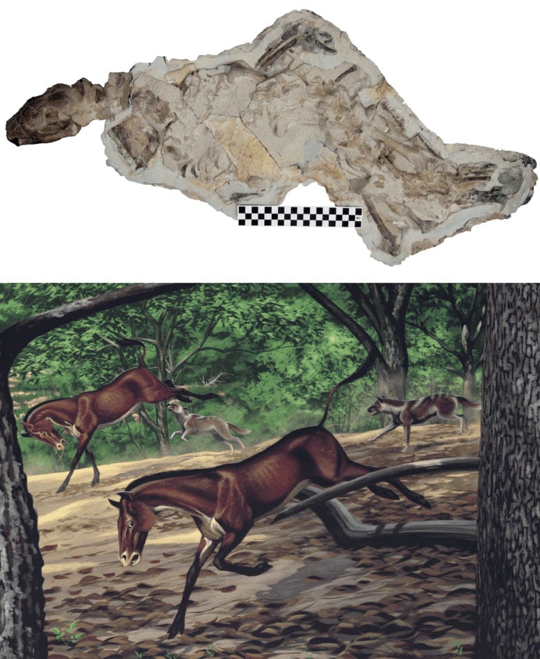 Fossil of Mesocyon coryphaeus